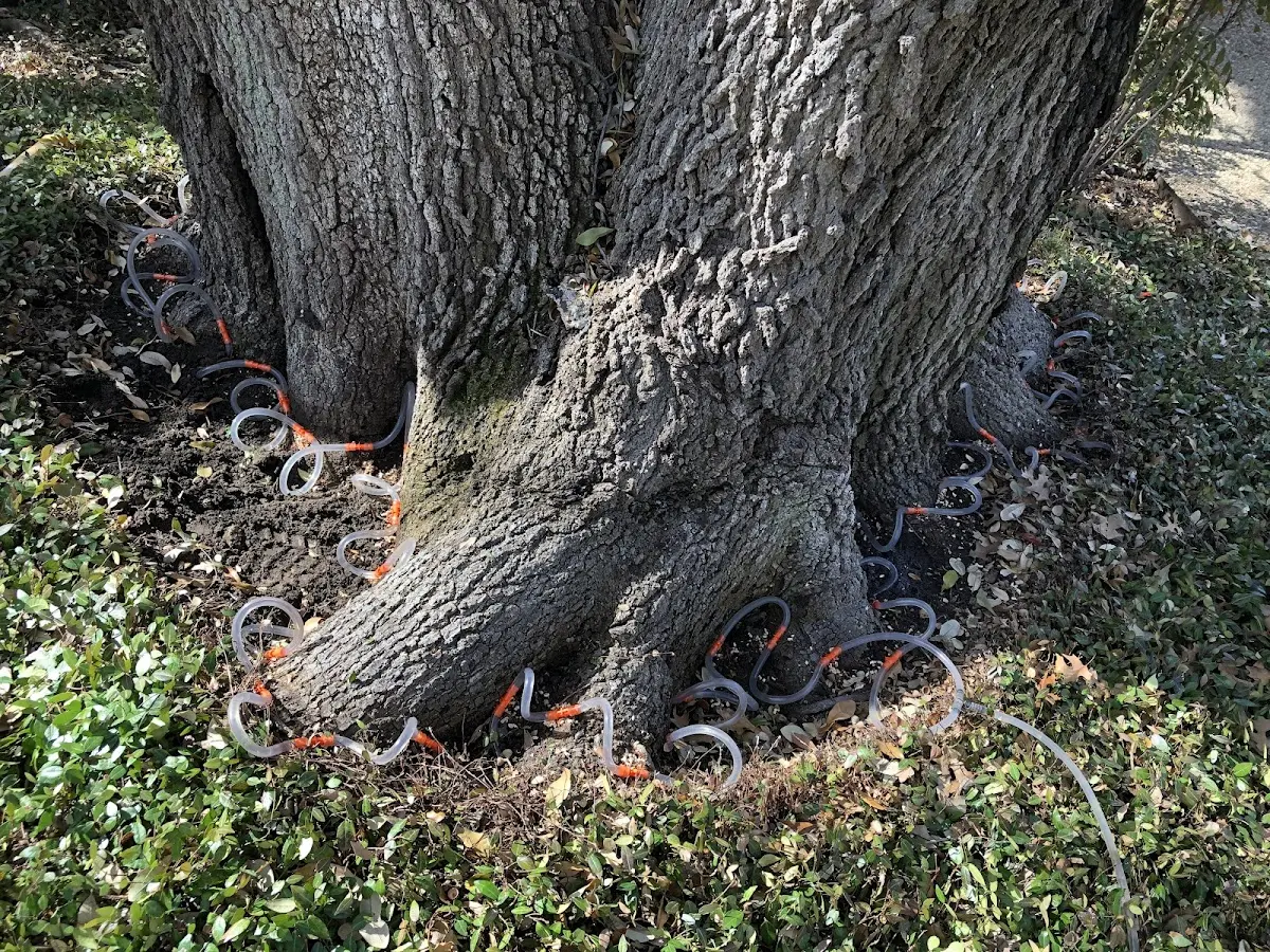 Detailed Tree Cabling and Bracing job site in Boody